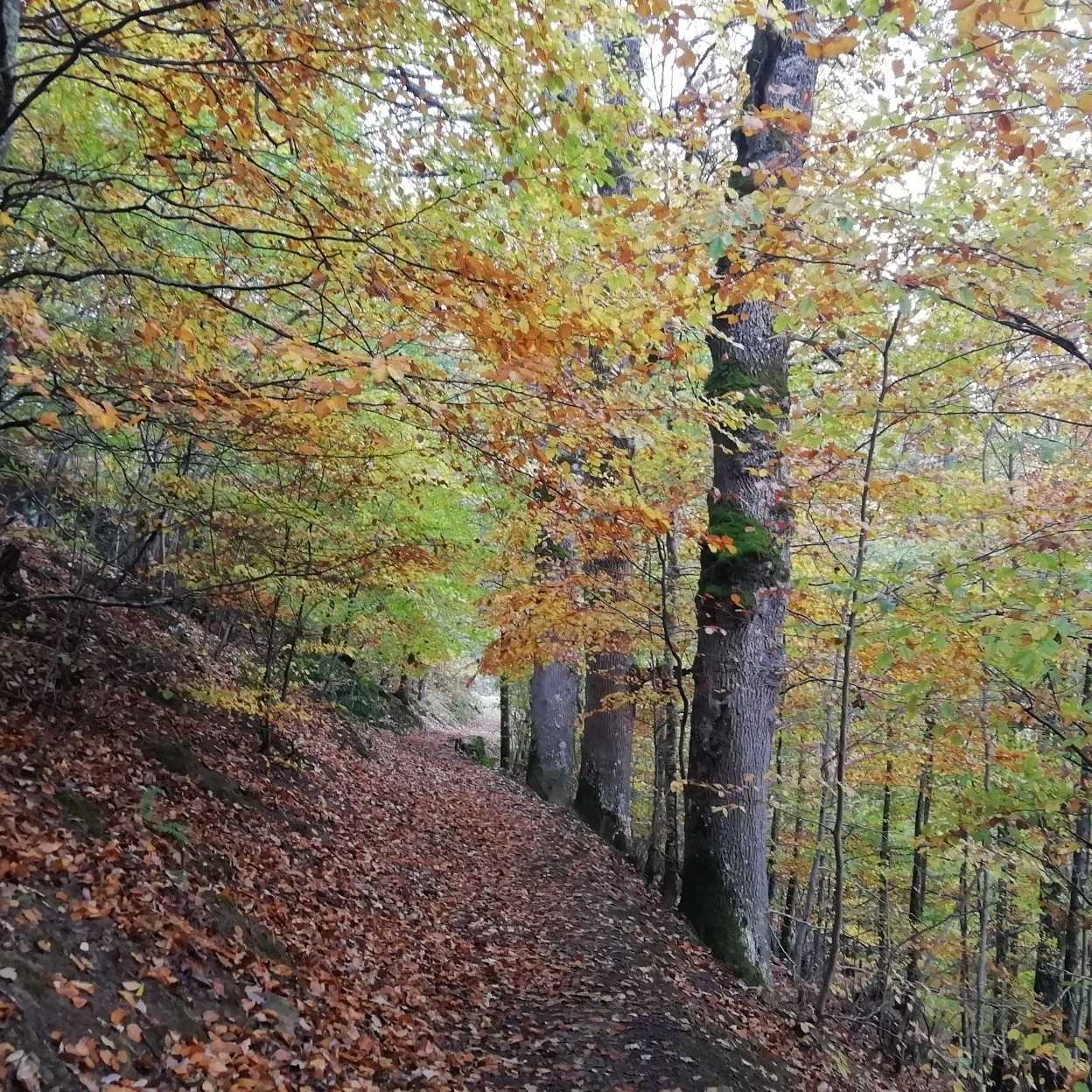 Photo de Bernard MERCADIER